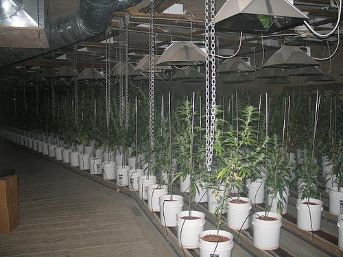 Underground Marijuana Grow House