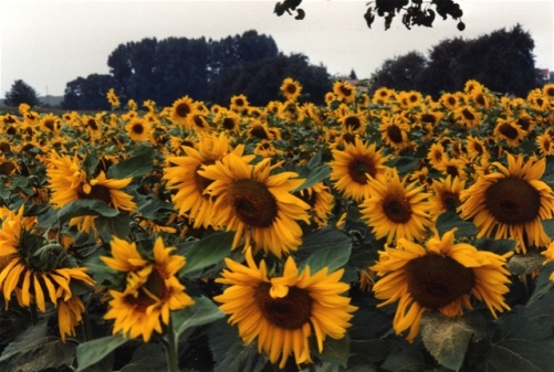 sunflower4.jpg